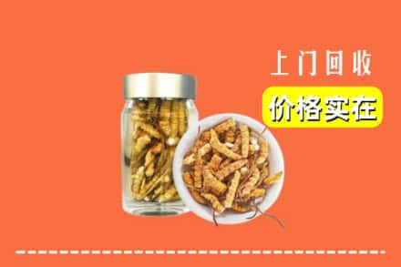 收购资讯:齐齐哈尔甘南回收散虫草